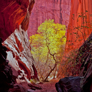a golden tree inside a red rock canyon