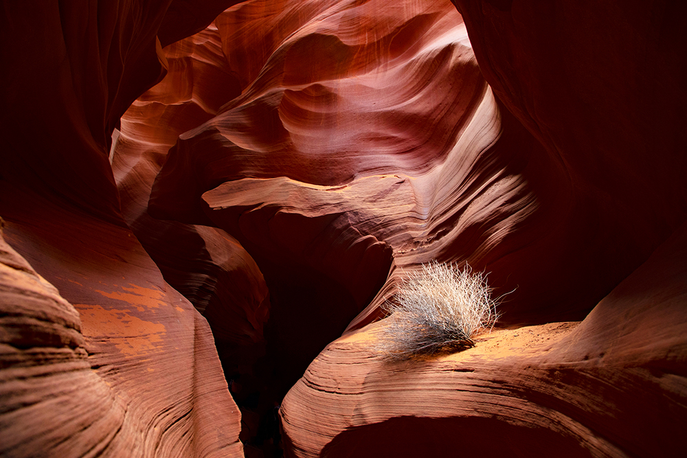 a small bush sitting on an illuminated ledge in the canyon